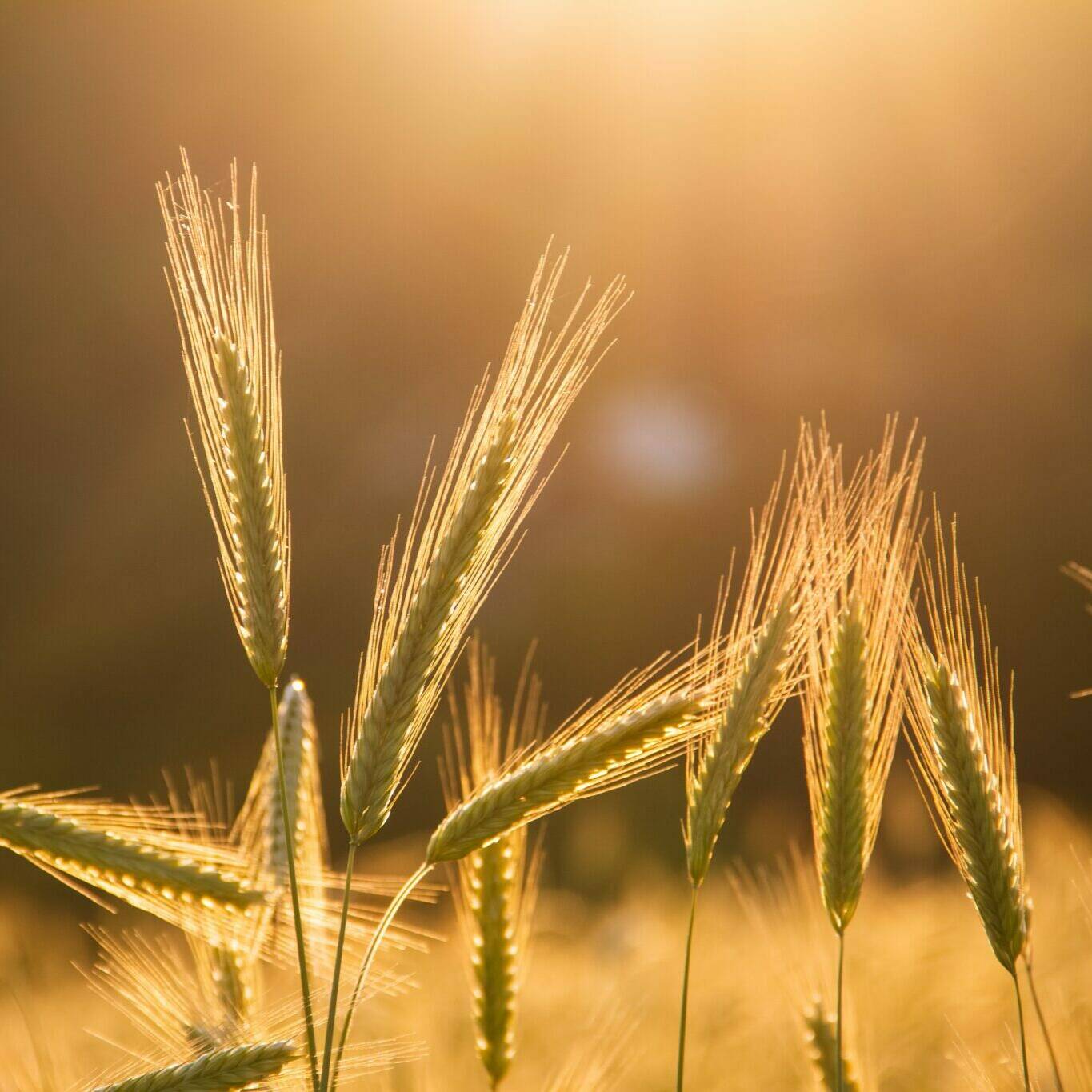 golden/green barley with straw Claymore Barley