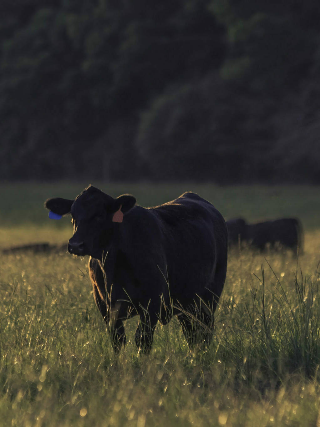 cow standing in pasture field, Economy Irrigated Pasture Mix