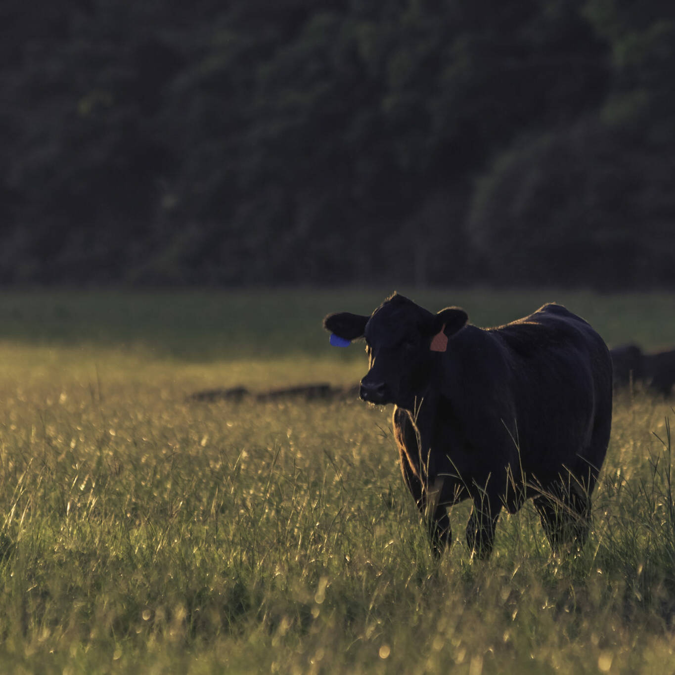 cow standing in pasture field, Economy Irrigated Pasture Mix