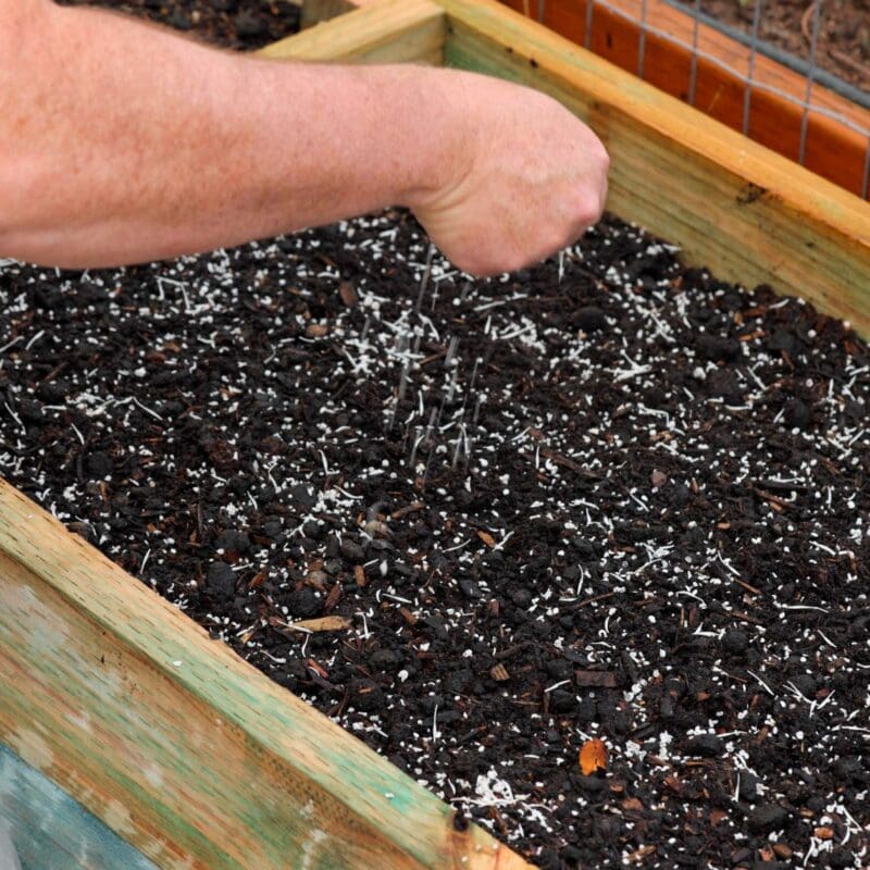 Planting wildflower seed in box with coated seed