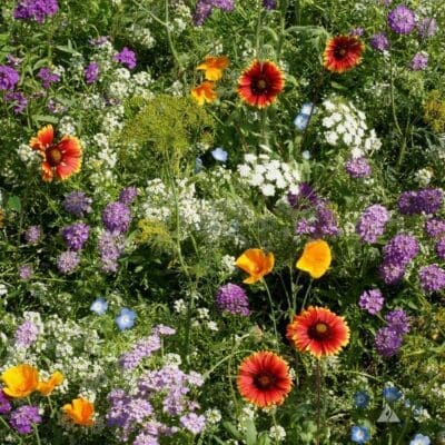 multicolor flowers of Beneficial Bugs seed mix