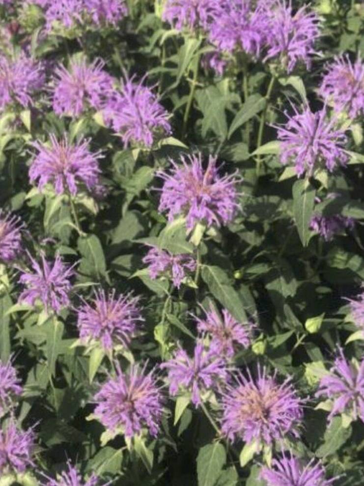 purple flower with grey and green leaves, Wild Bergamont