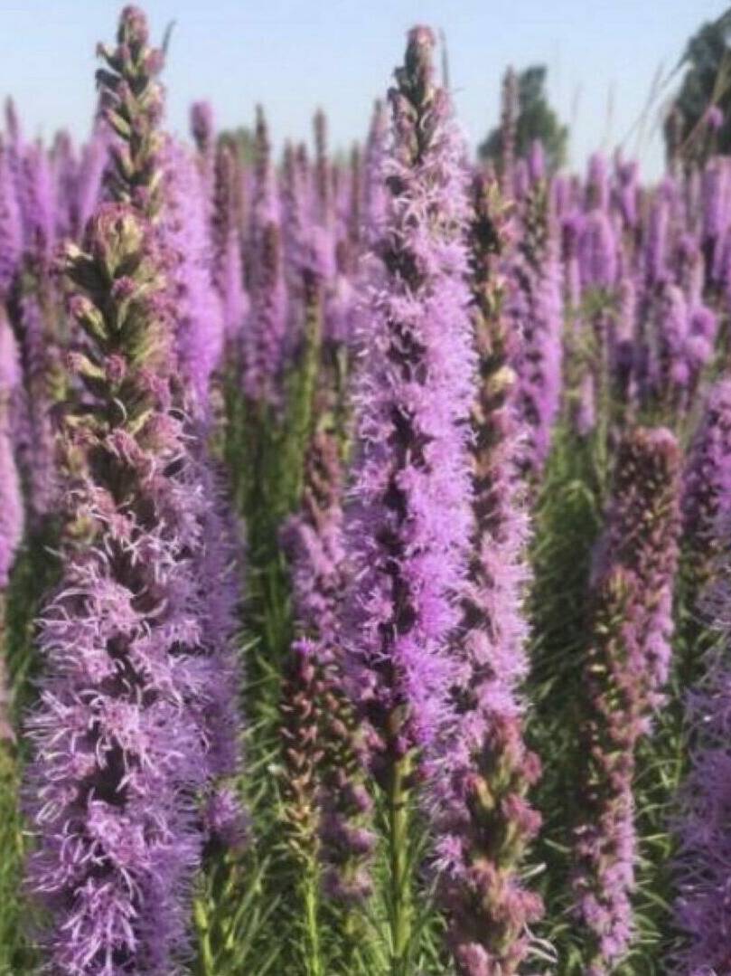 purple-flowered spikelike, Prairie Blazing Star, Liatris pycnostacha. Scientific Name: Liatris pycnostachya