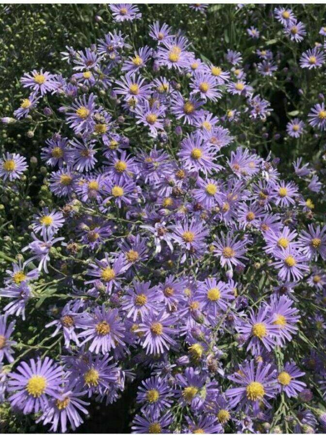 pale blue to purple flowers with yellow center, Smooth Blue Aster, Scientific Name: Symphyotrichum laeve