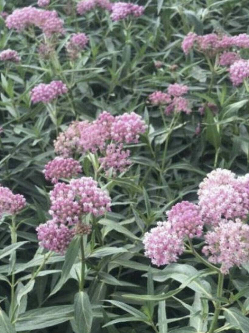 pink to purple flower with green leaves, Swamp Milkweed. Scientific Name: Asclepias incarnata
