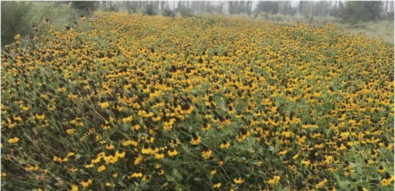 Clasping Coneflower Dracopis Amplexicaulis Great Basin Seeds Clasping Coneflower Dracopis Amplexicaulis Great Basin Seeds