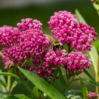 Swamp Milkweed