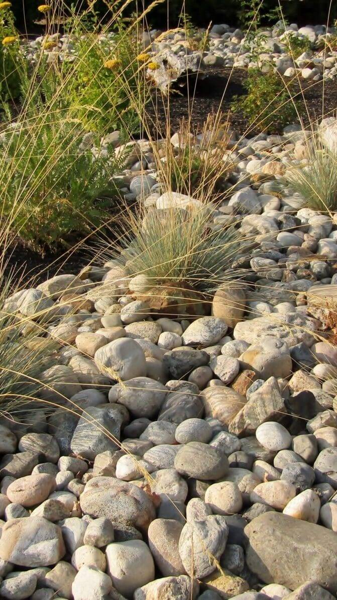 Xeriscape Grass Seed Mix