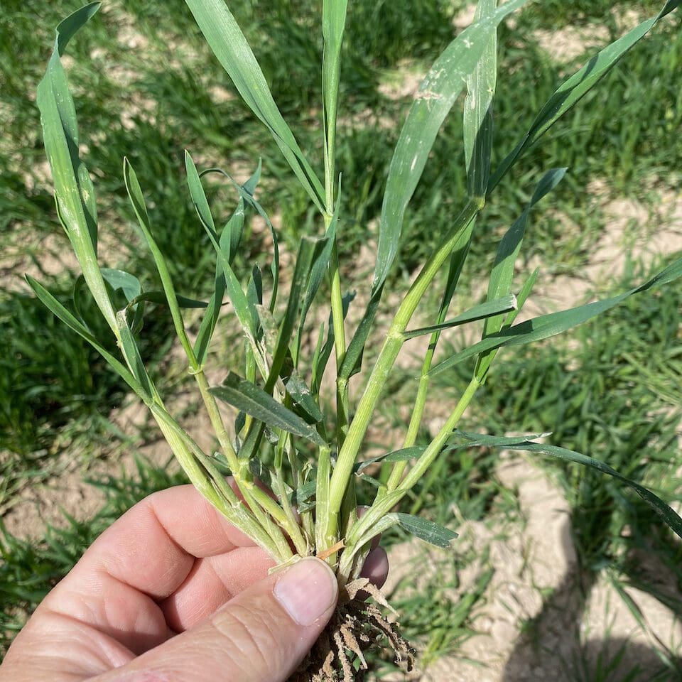 Motley Triticale