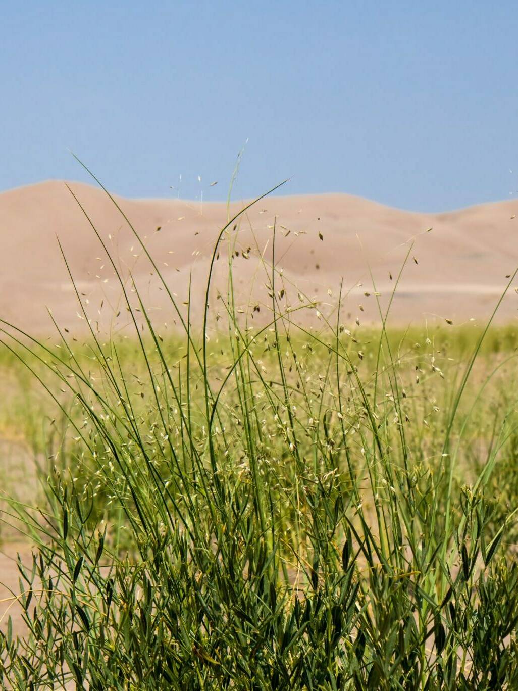 Indian Ricegrass, Orzyopsis hymenoides