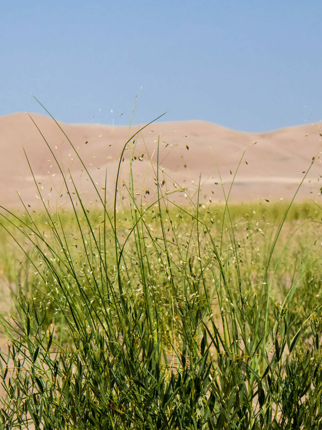 Indian Ricegrass, Orzyopsis hymenoides
