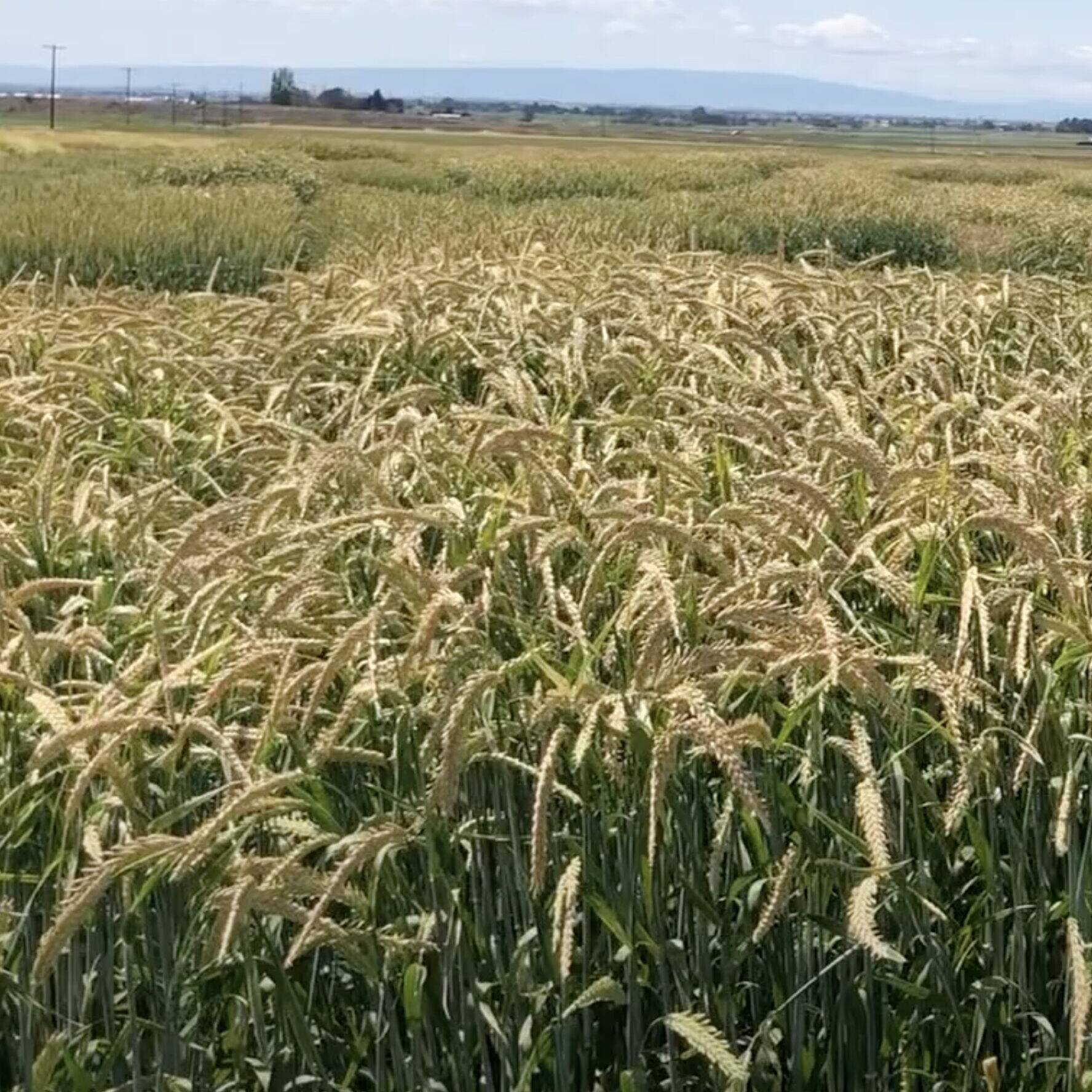 Vaquero Barley