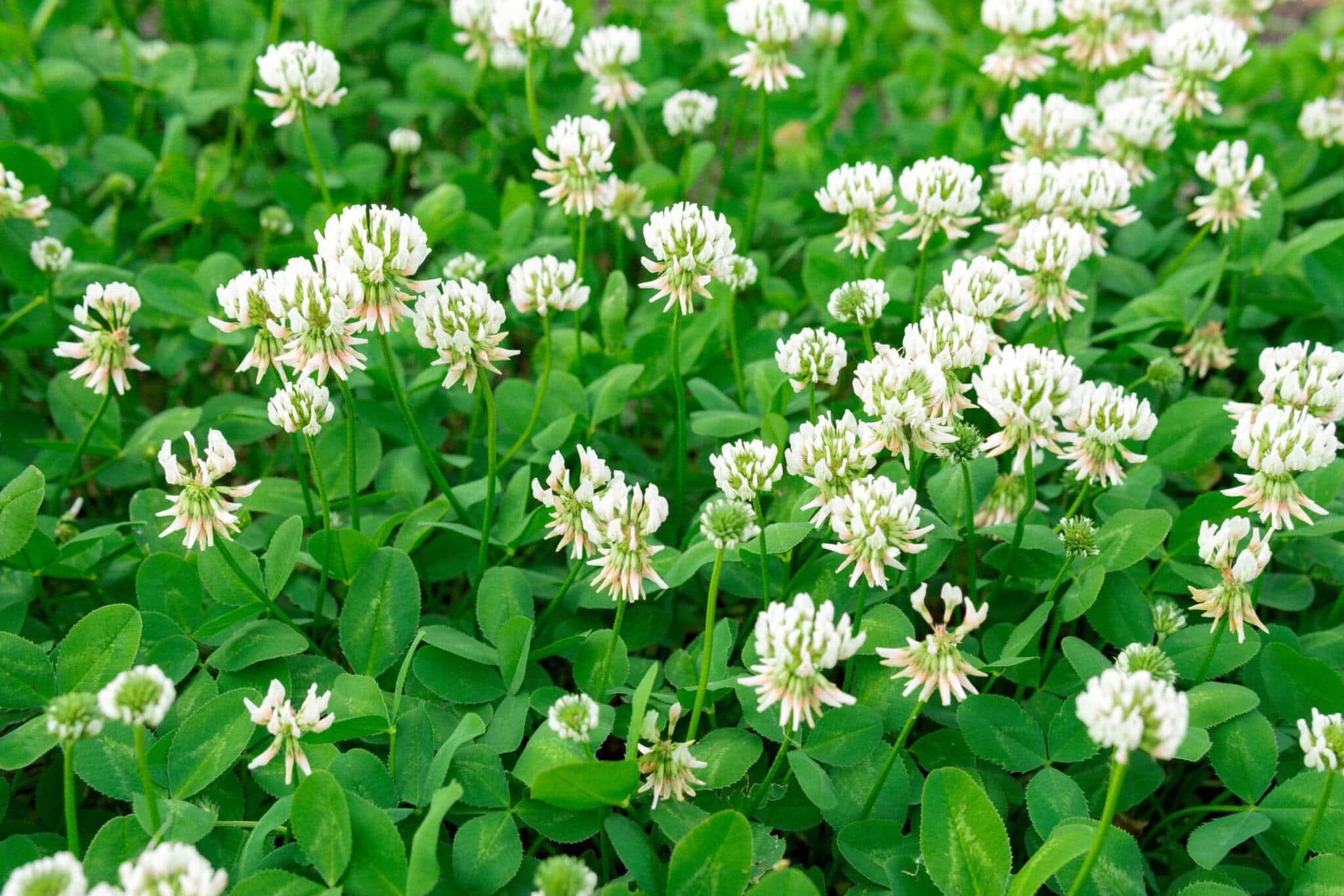 Clovers Great Basin Seeds