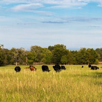 Pioneer Pride, Cattle