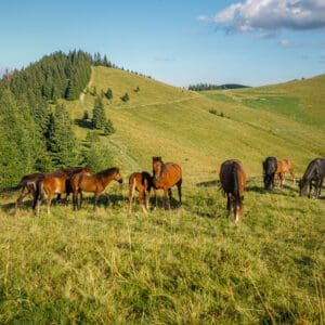 Great Basin Seed - your source for farm, ranch and range seed