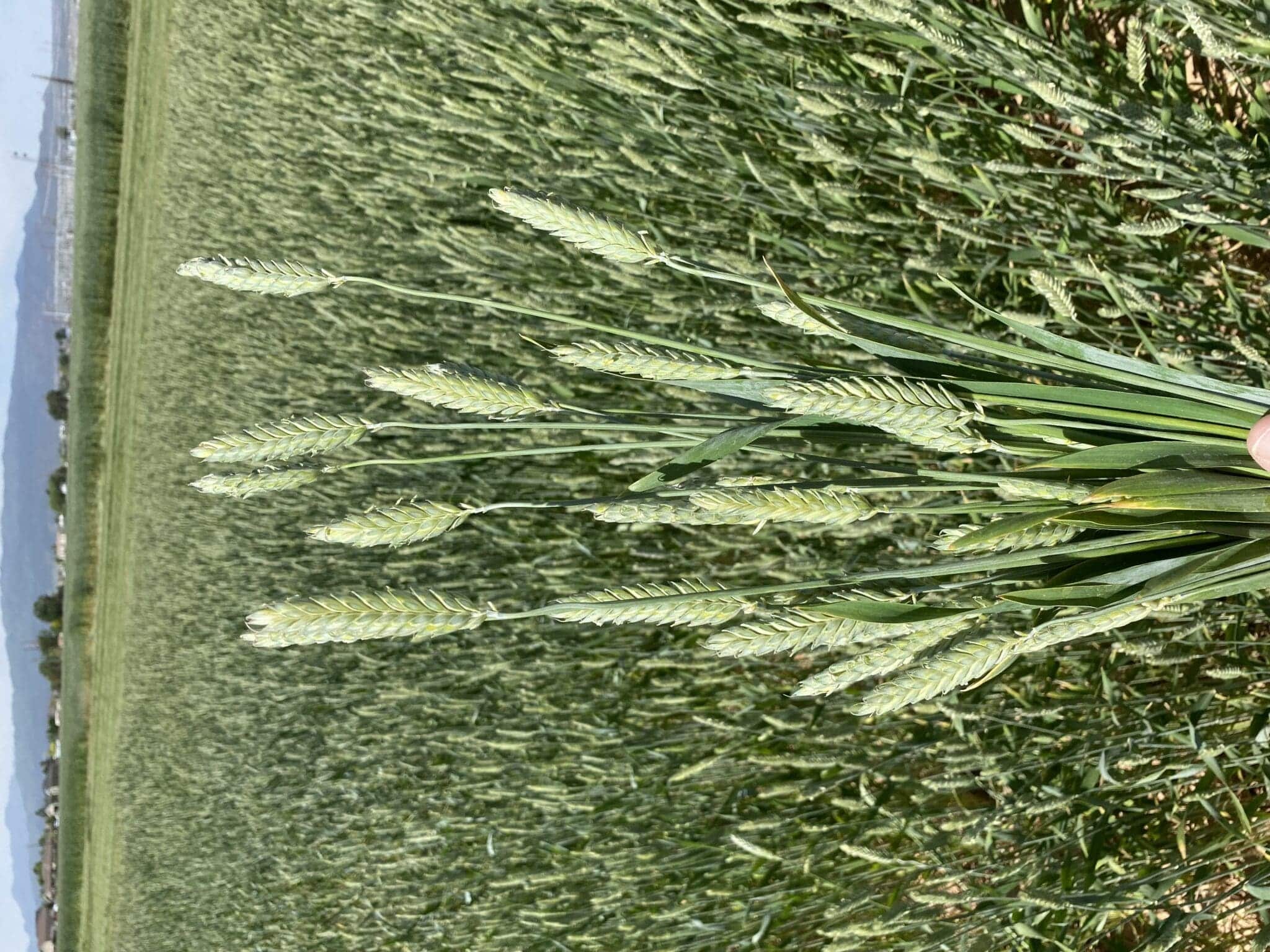 What Is The Difference Between Bearded Awletted And Beardless Grain 