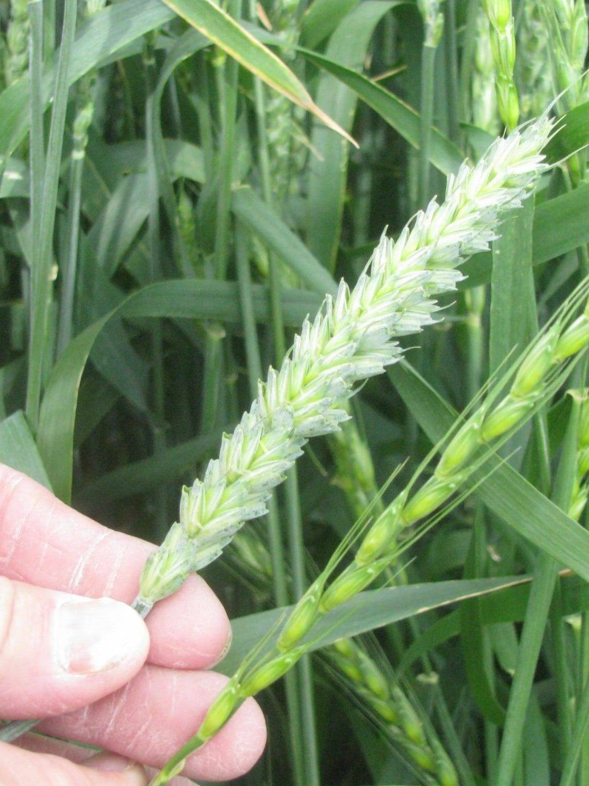 Regreen™ Wheat x Wheatgrass Hybrid