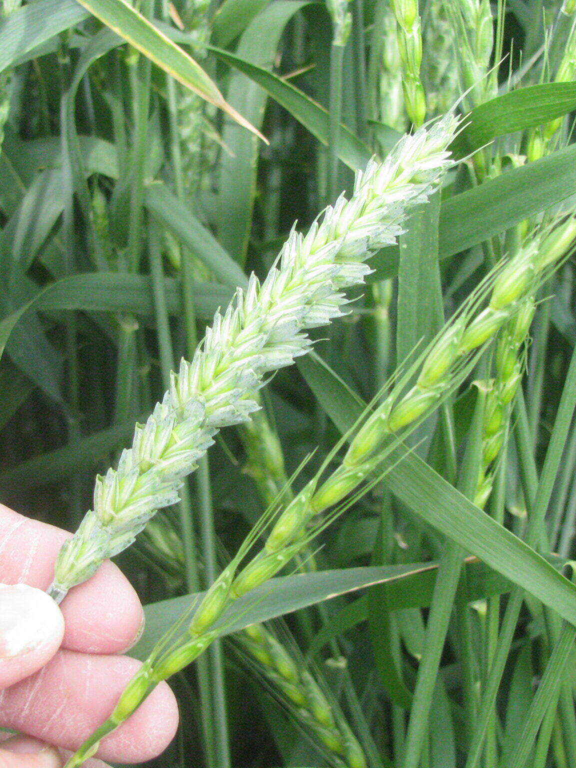 Regreen™ Wheat x Wheatgrass Hybrid