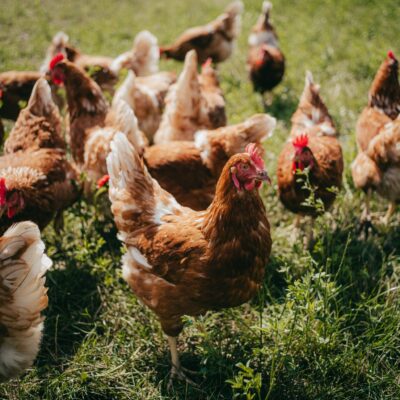 Chicken Pasture Mix, Chicken living on an organic farm