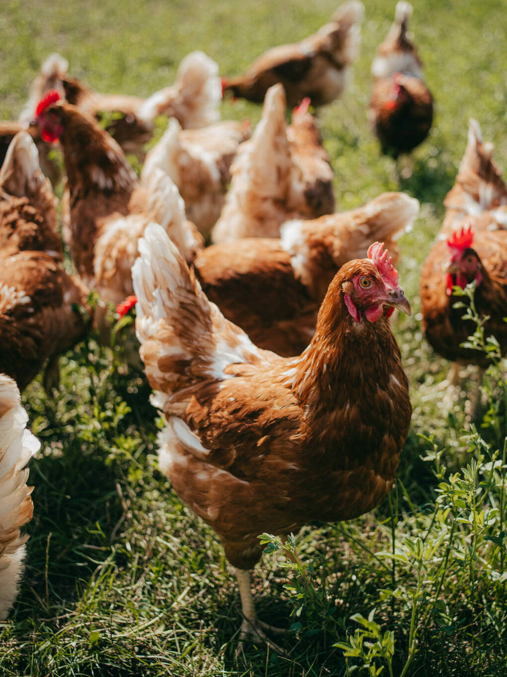Chicken Pasture Mix, Chicken living on an organic farm