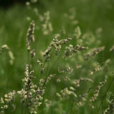 Bounty II Orchardgrass