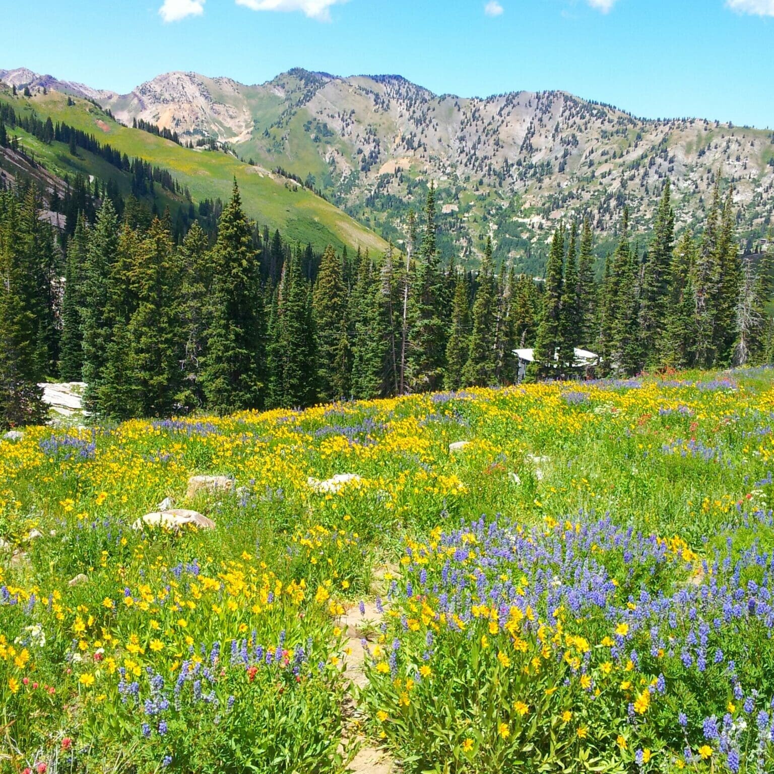 Native Mountain Wildflowers