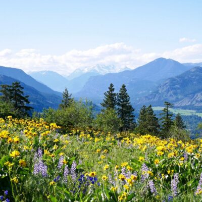 Alpine Meadows Filled with Wild Flowers and Snowcapped Mountains.