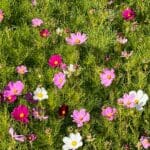 Cosmos Sensation Mix