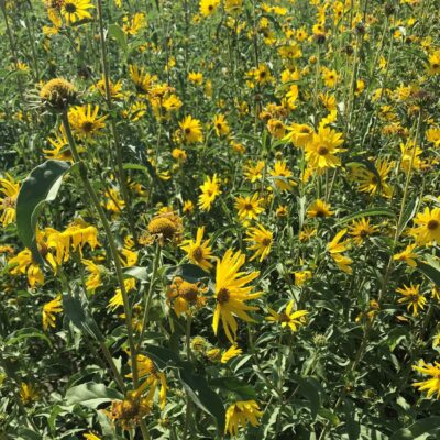 Maximilian Sunflower