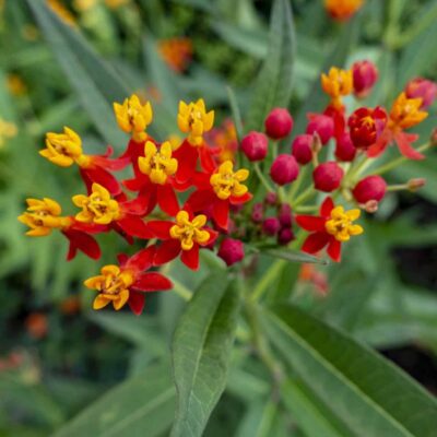 Bloodflower Milkweed, Asclepias curassavica