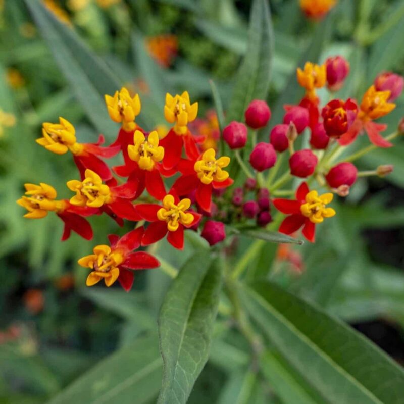 Bloodflower Milkweed, Asclepias curassavica
