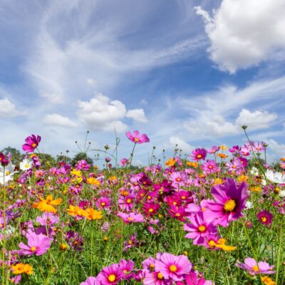 Cosmos Sensation Blend