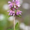 Lemon Mint, Monarda citriodora, Horsemint