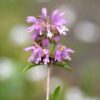 Lemon Mint, Monarda citriodora, Horsemint