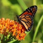 Butterfly Milkweed, Asclpias tuberosa