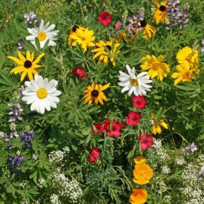 Northwest Wildflower Mix, Regional Wildflower Mixes