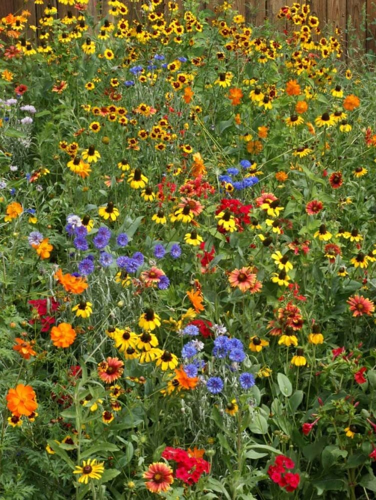 その他 seed Mixed Four O' Clock Seeds For Planting (Mirabilis jalapa) – Seed