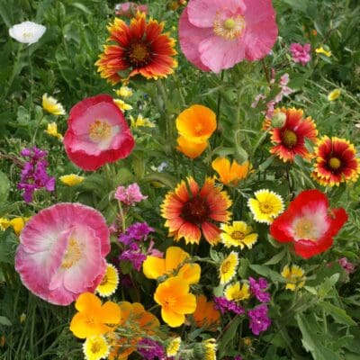 Southwest Wildflower Mix, Regional Wildflower Mixes