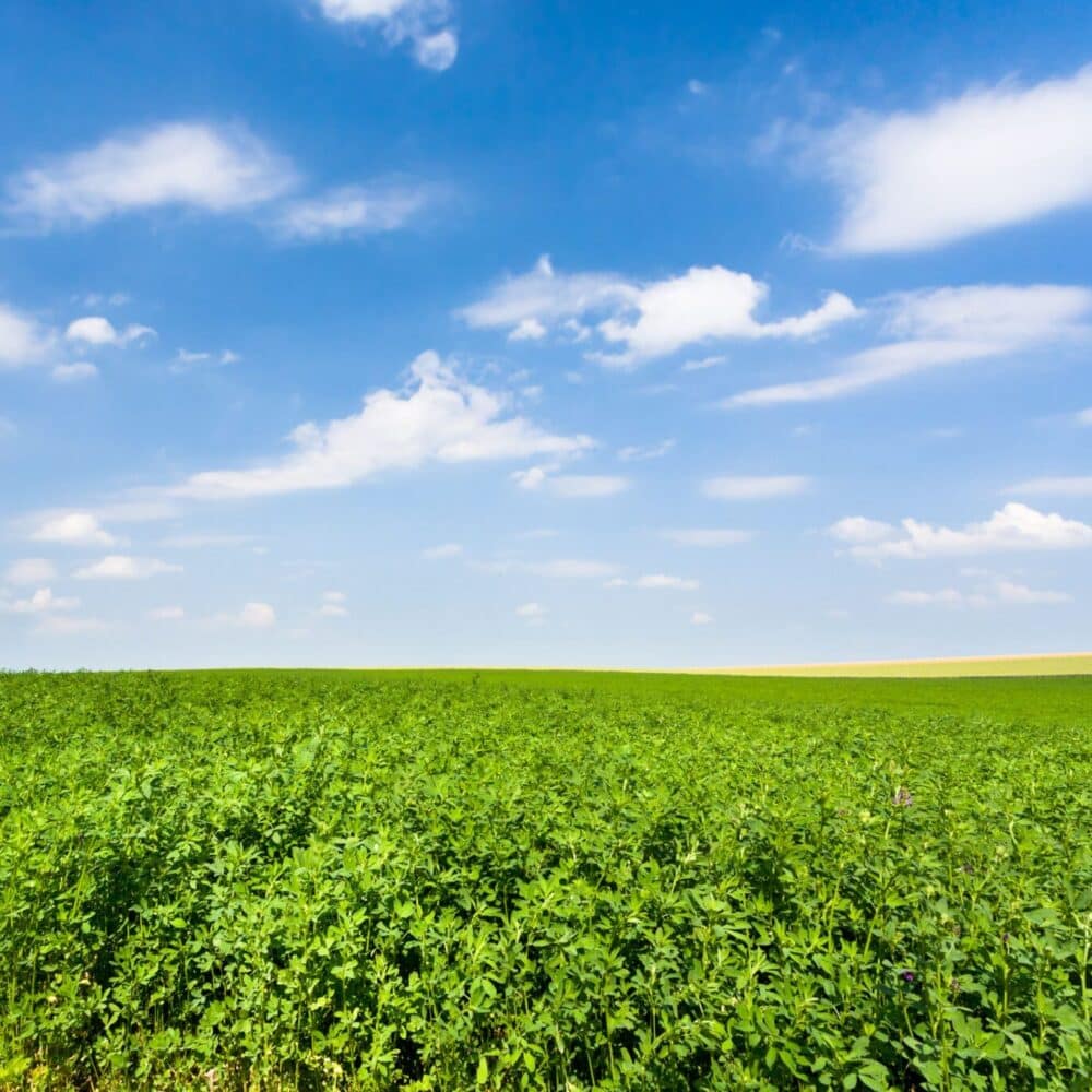 Rango 8 Alfalfa Great Basin Seeds Dormancy 8 Alfalfa