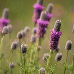 Purple Prairie Clover, Dalea purpurea