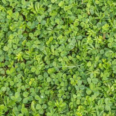 Micro Clover Ground Cover, Aberace Micro Clover