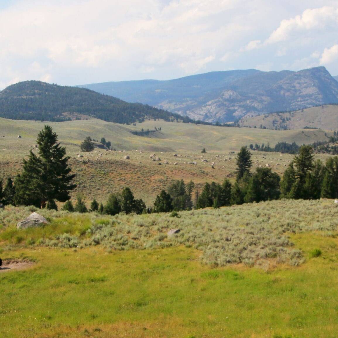 Seed, Yellowstone