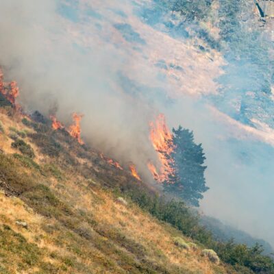 Paddock Wildfire Seed Mix