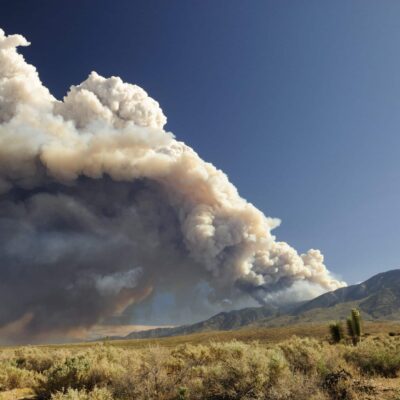 Ruidoso Wildfire Seed Mix