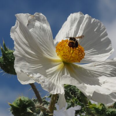 Flatbud Prickly Poppy