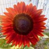 Great Basin Seed Sunflower Mix