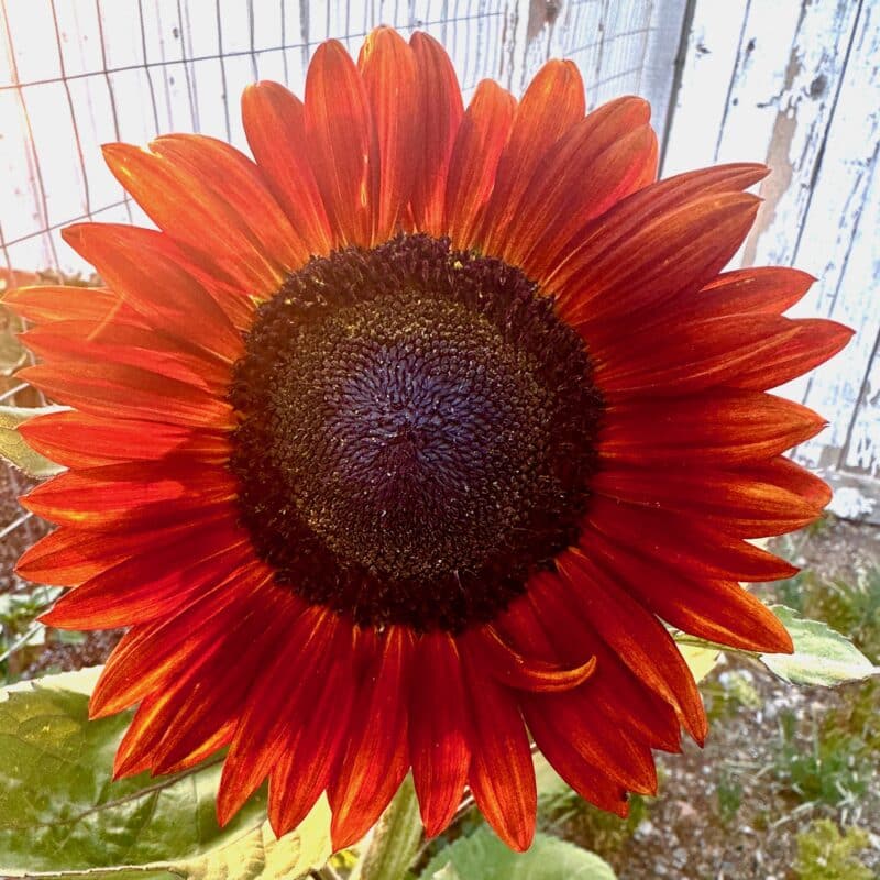 Great Basin Seed Sunflower Mix