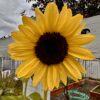 Great Basin Seed Sunflower Mix
