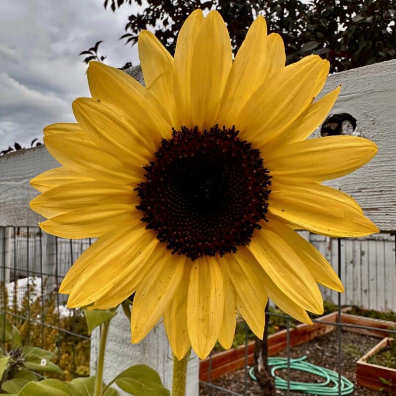 Great Basin Seed Sunflower Mix