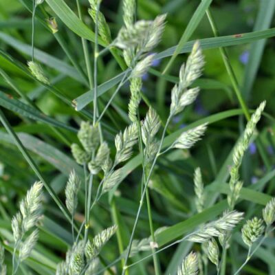 Sunset Brand Orchardgrass
